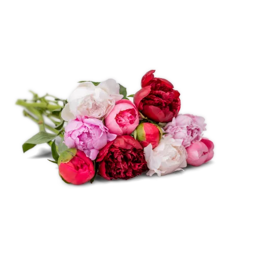 Pivoňky na přání